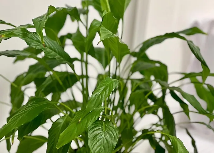 Osapart Shevchenka 19