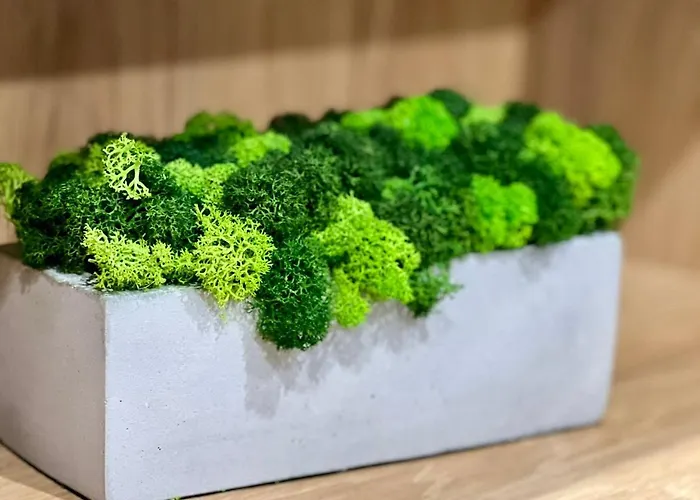 Osapart Shevchenka 19 לבוב