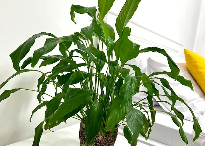 Osapart Shevchenka 19 * Leópolis