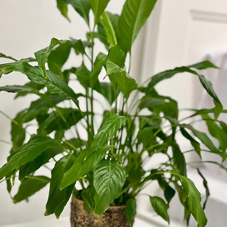 Osapart Shevchenka 19