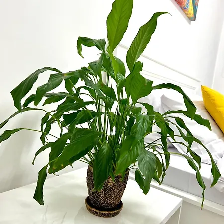 Osapart Shevchenka 19 * Lviv